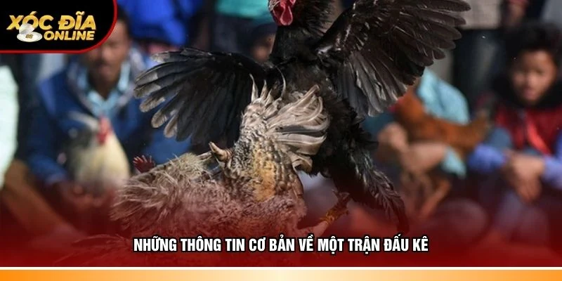 Đá Gà Cựa Sắt – Tìm Hiểu Sức Hút Của Bộ Môn Đối Kháng